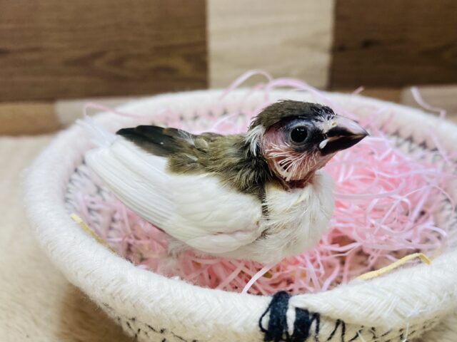 十姉妹（ジュウシマツ）