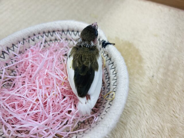 十姉妹（ジュウシマツ）