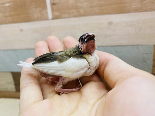 十姉妹（ジュウシマツ）