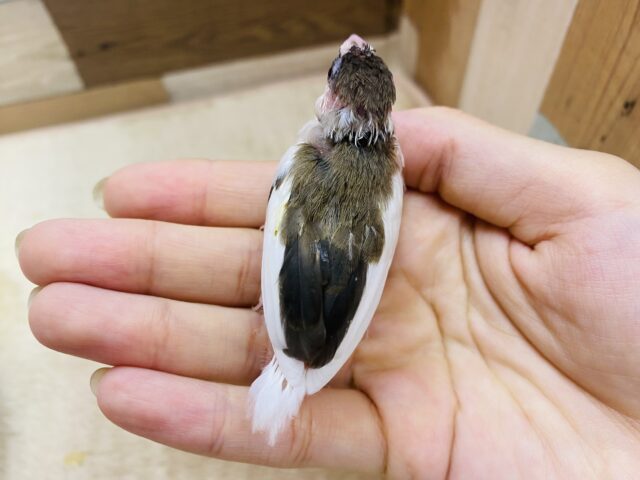 十姉妹（ジュウシマツ）