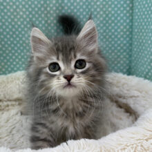 甘えん坊💛人懐っこいサイベリアンの男のコきました🌟