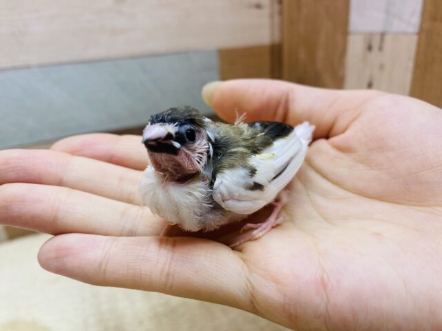 十姉妹（ジュウシマツ）