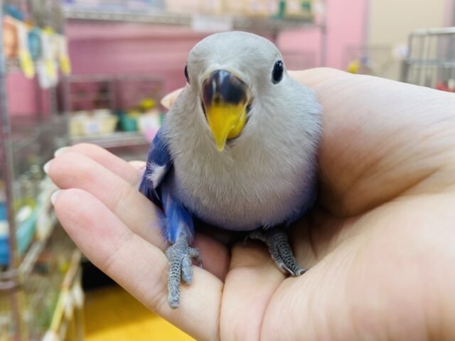 最新画像有ります❗️トリコになっちゃう事間違いなし🪻✨鮮やかなバイオレットオパーリン💜コザクラインコ！