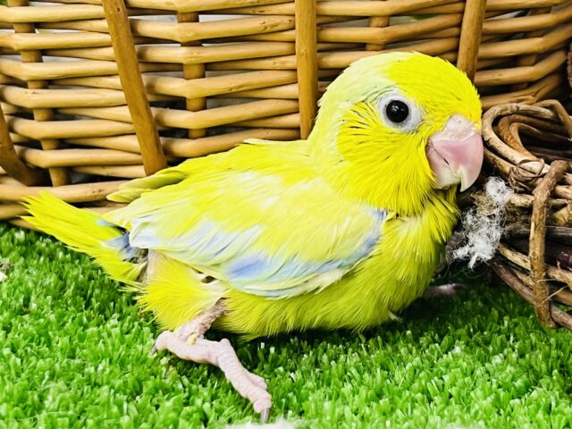 マメレンジャーイエロー！💛マメルリハ（アメリカンイエロー）男の子☆