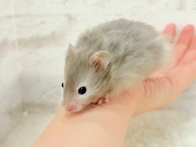 ゴールデンハムスター