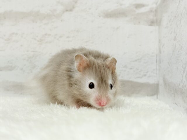 ゴールデンハムスター