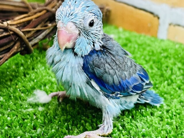 マメレンジャーブルー💙マメルリハ（ブルー）男の子☆