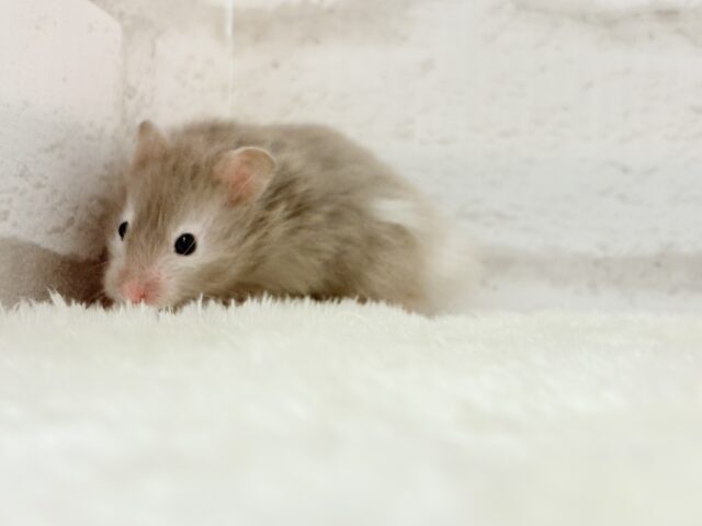 ゴールデンハムスター