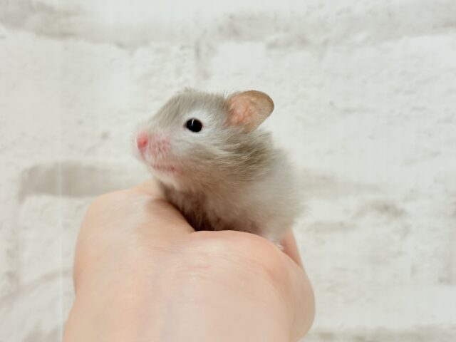 ゴールデンハムスター