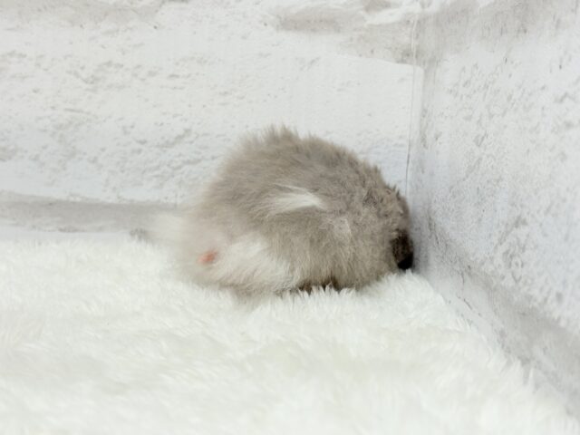 ゴールデンハムスター