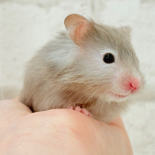 ふわふわおっとりボーイ🐹🌻セーブルハムスター(男の子)