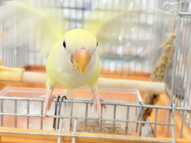 コザクラインコ（小桜インコ）