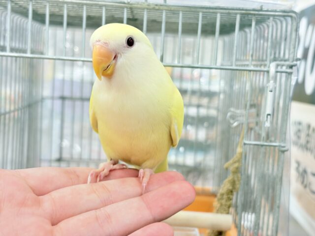コザクラインコ（小桜インコ）