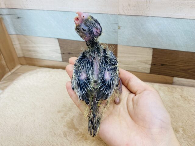 オカメインコ