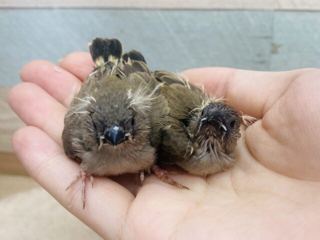 錦花鳥（キンカチョウ）