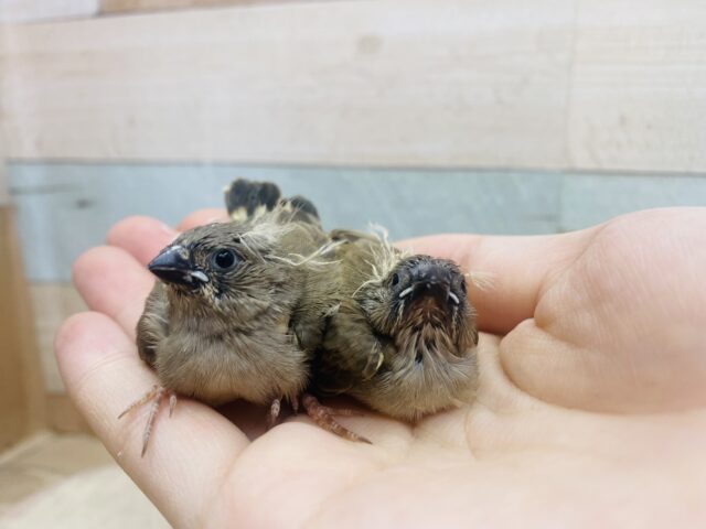 錦花鳥（キンカチョウ）