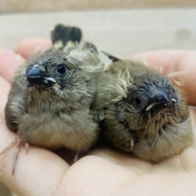 あと1羽！パヤパヤな髪飾りは今だけですよദ്ദി ˉ͈̀꒳ˉ͈́ )✧ちょこんとサイズのキンカ鳥さん🐤💕