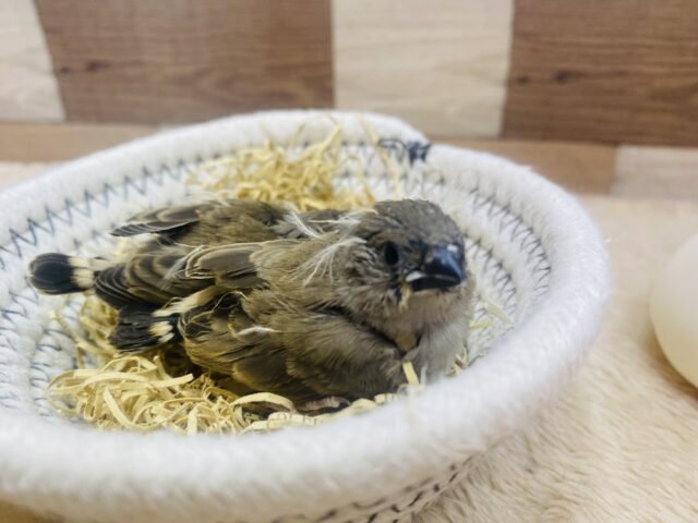 錦花鳥（キンカチョウ）