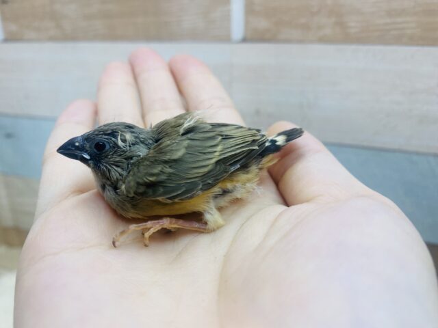 錦花鳥（キンカチョウ）