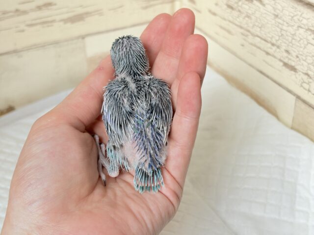 【最新画像更新🪄】ミニミニっ子怪獣🦕.*・゚マメルリハ(ブルー)男の子 ヒナ マメルリハ