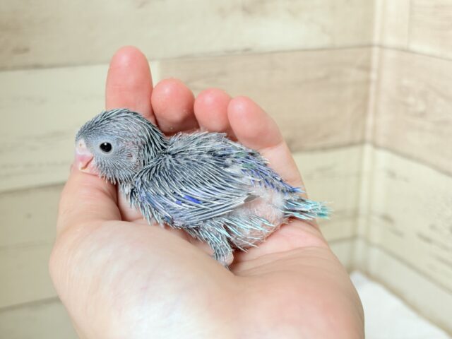 【最新画像更新🪄】ミニミニっ子怪獣🦕.*・゚マメルリハ(ブルー)男の子 ヒナ マメルリハ