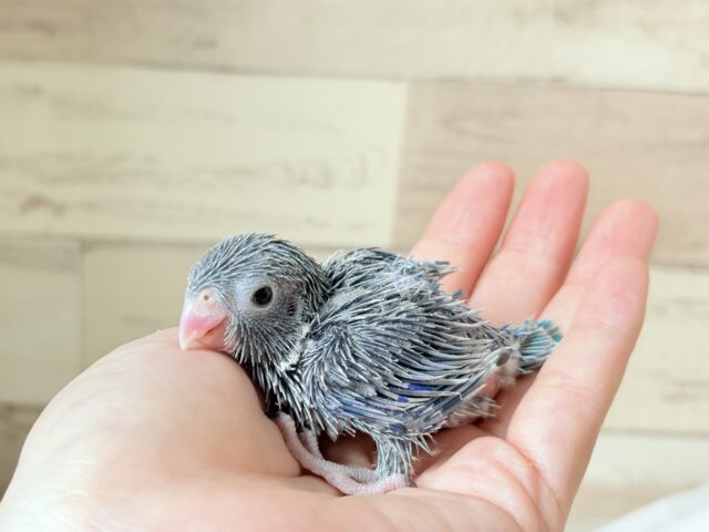 【最新画像更新🪄】ミニミニっ子怪獣🦕.*・゚マメルリハ(ブルー)男の子 ヒナ マメルリハ