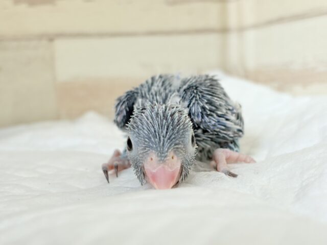 【最新画像更新🪄】ミニミニっ子怪獣🦕.*・゚マメルリハ(ブルー)男の子 ヒナ マメルリハ