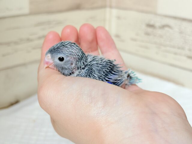 【最新画像更新🪄】ミニミニっ子怪獣🦕.*・゚マメルリハ(ブルー)男の子 ヒナ マメルリハ