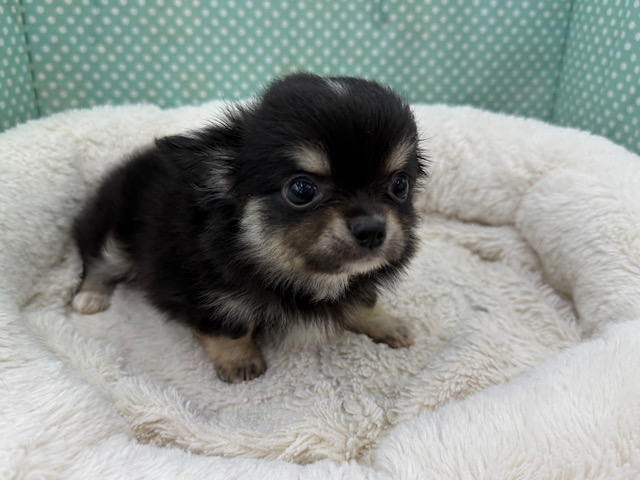 尻尾ブンブン💗嬉しくて嬉しくてもじもじしちゃう🤭チワワの男のコきました🌟 チワワ