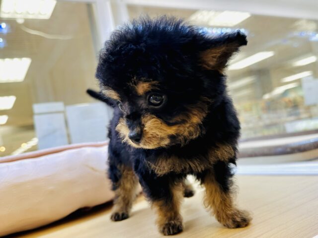 くるくるヘアー👼🏻💘チワプーの男の子 チワプー