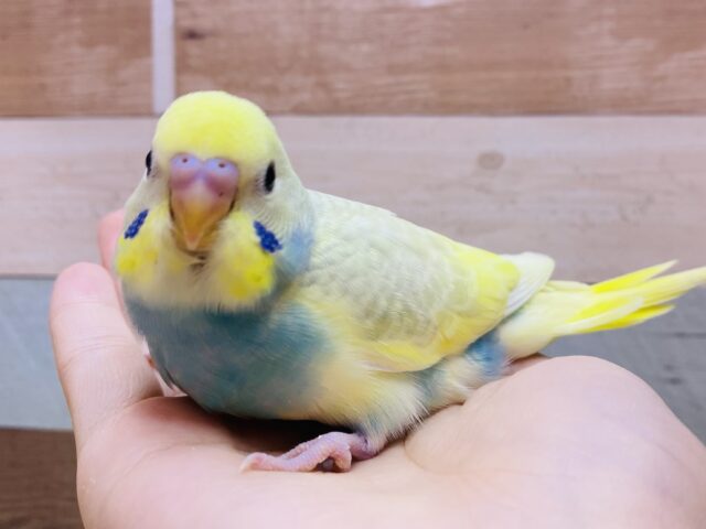 最新画像有ります❗️ｷﾗｯｷﾗ〜ふわふわ💭🍭わたあめちゃんと遊ぼ💕✨🎵セキセイインコ(パステルレインボースパングルパイド)