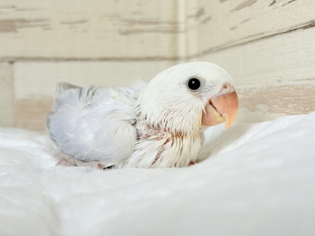 コザクラインコ（小桜インコ）