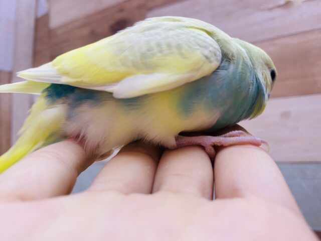 セキセイインコ
