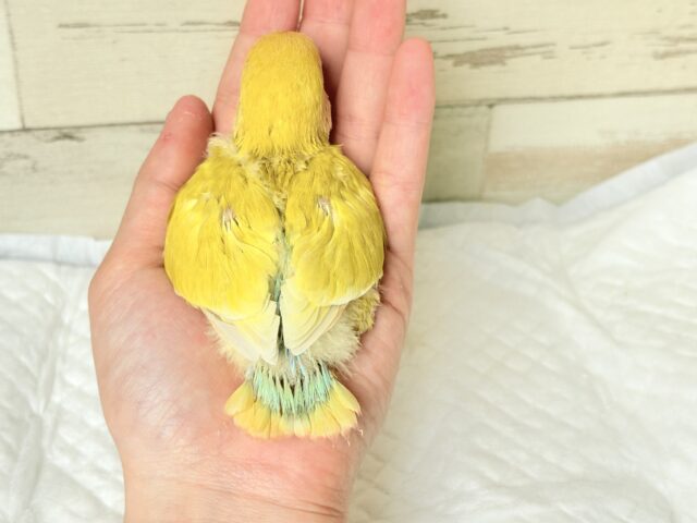 コザクラインコ（小桜インコ）