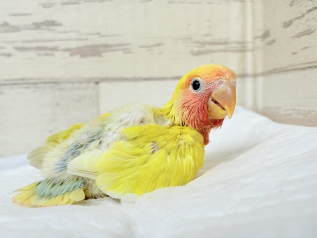 コザクラインコ（小桜インコ）