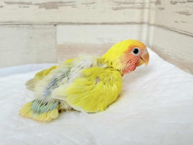 コザクラインコ（小桜インコ）