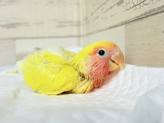 コザクラインコ（小桜インコ）