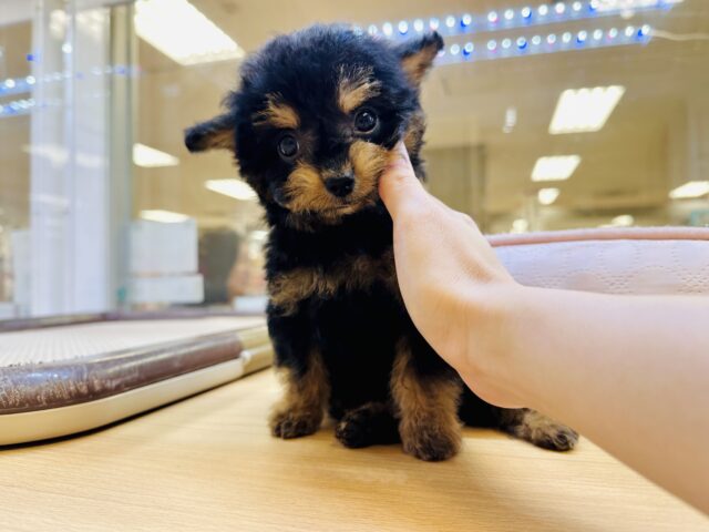 くるくるヘアー👼🏻💘チワプーの男の子 チワプー