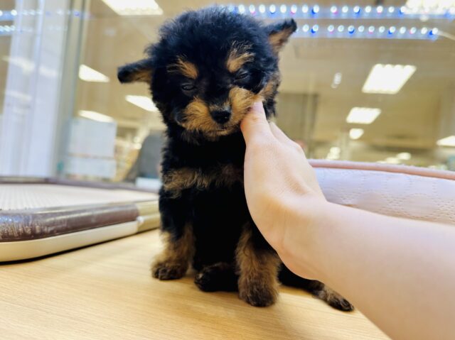 くるくるヘアー👼🏻💘チワプーの男の子 チワプー