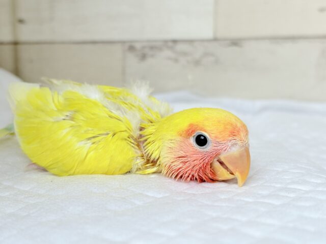 コザクラインコ（小桜インコ）