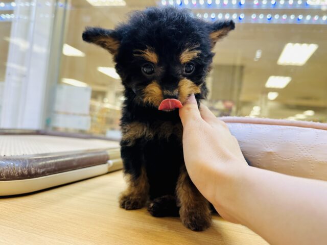 くるくるヘアー👼🏻💘チワプーの男の子 チワプー
