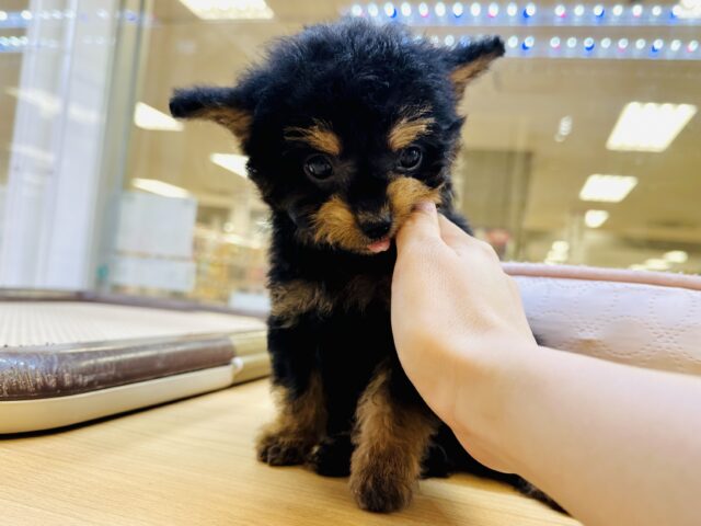 くるくるヘアー👼🏻💘チワプーの男の子 チワプー