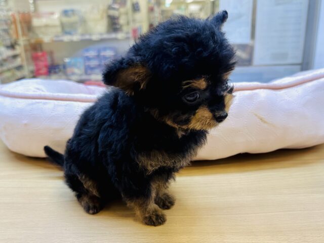 くるくるヘアー👼🏻💘チワプーの男の子 チワプー