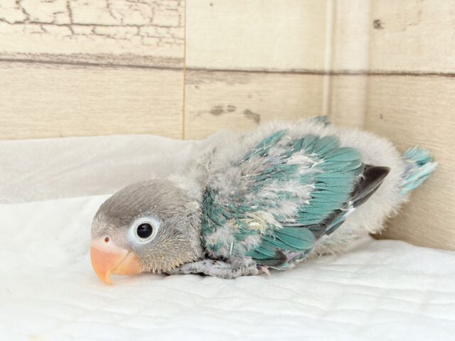 ブルーボタンインコ