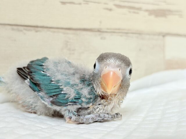 ブルーボタンインコ