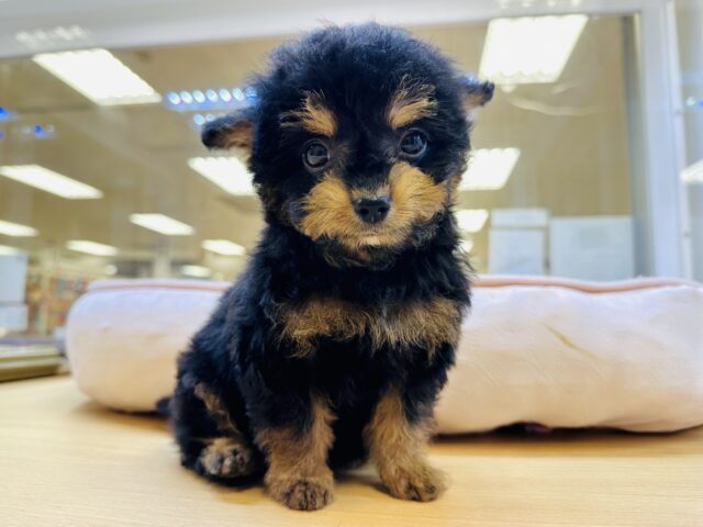 くるくるヘアー👼🏻💘チワプーの男の子 チワプー