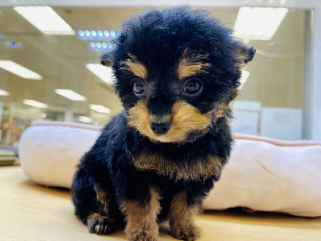 くるくるヘアー👼🏻💘チワプーの男の子 チワプー