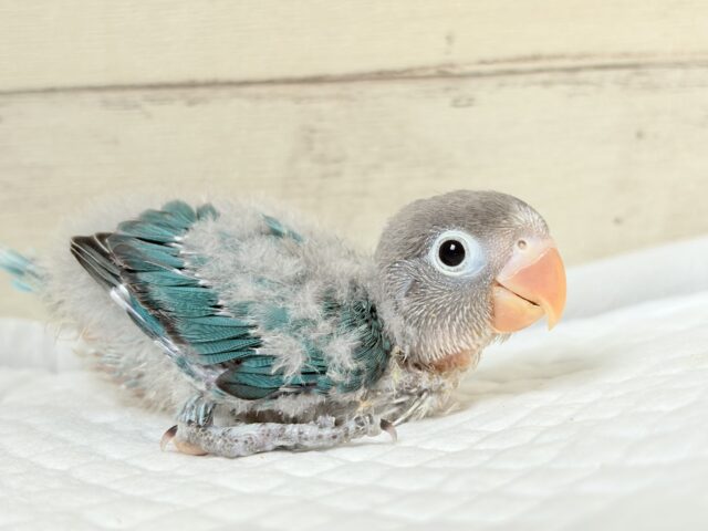ブルーボタンインコ