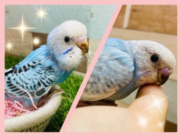 🍉夏休みはお家でゆっくりヒナのお世話をしませんか❓セキセイインコフェア開催日👏