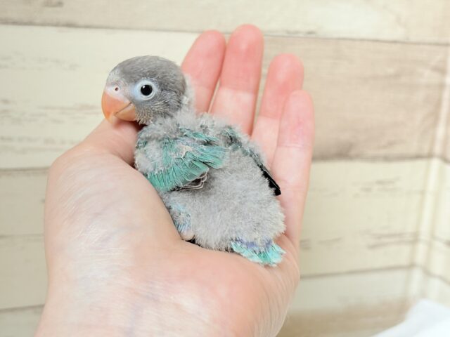 ブルーボタンインコ